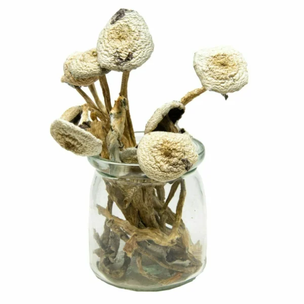 White Avery Albino Magic Mushroom