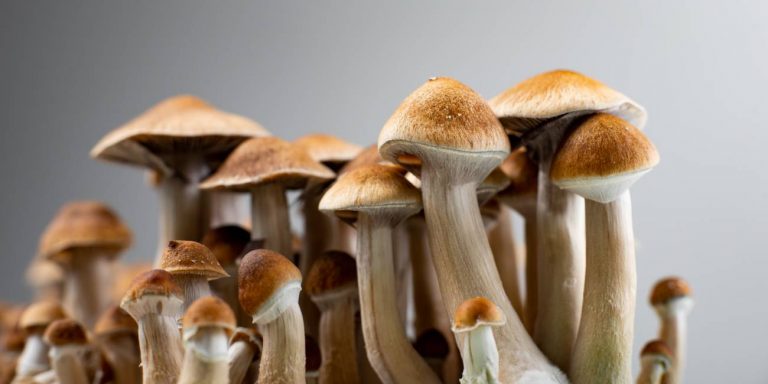 Types Of Magic Mushrooms