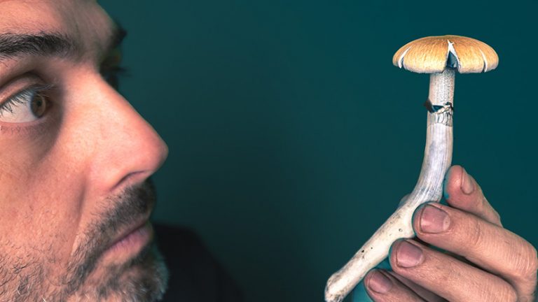 Tips for A Better Psilocybe Cubensis Mushroom Experience