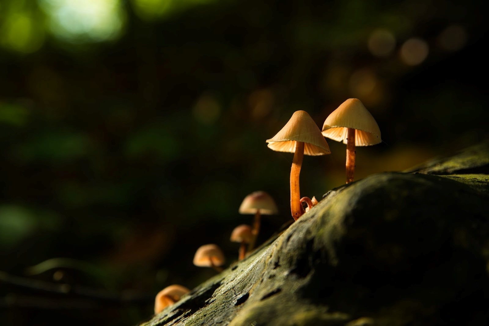 How to grow magic mushrooms