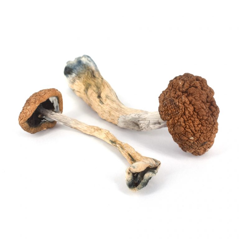 The Famous Golden Teacher Magic Mushroom Strain