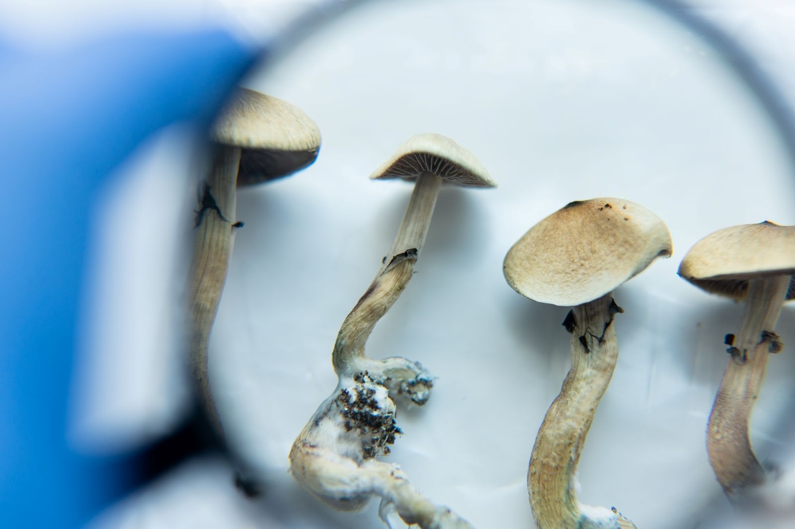 Are Magic Mushrooms Dangerous