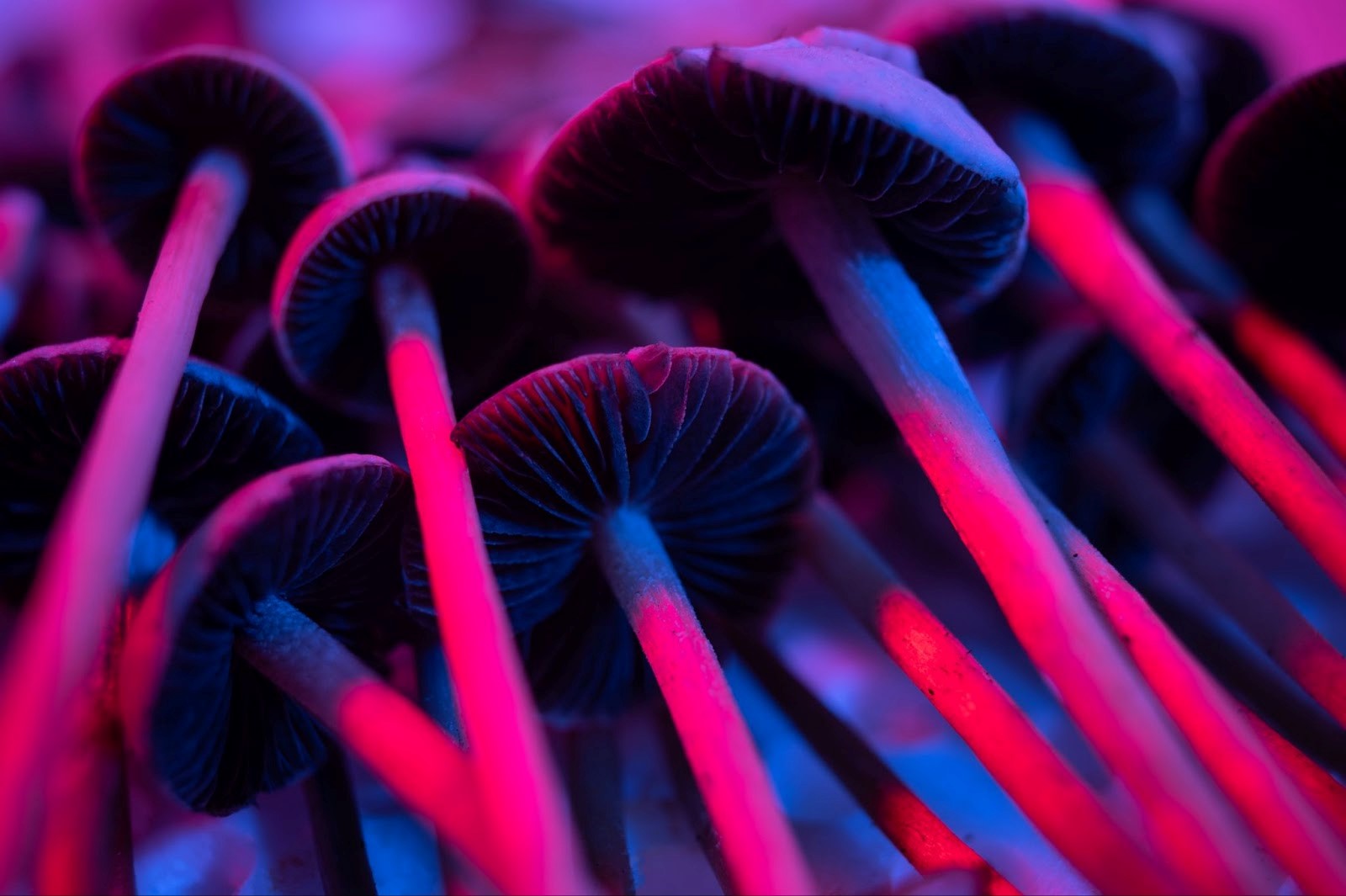 Can psilocybin mushrooms go bad