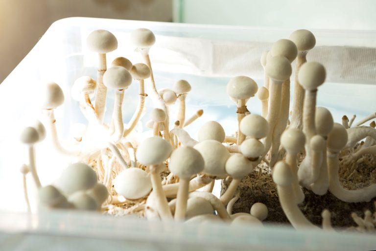 Do shrooms show up on drug tests